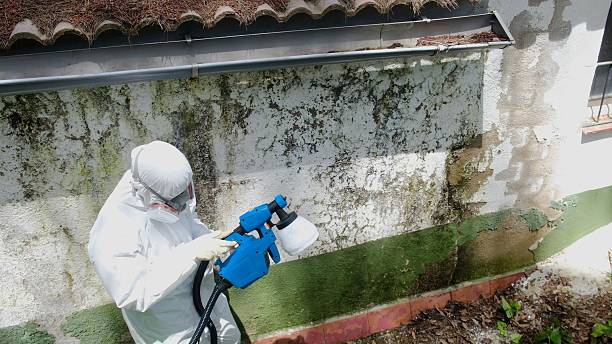 Top rated local Mold Remediation specialists in Dover, TN